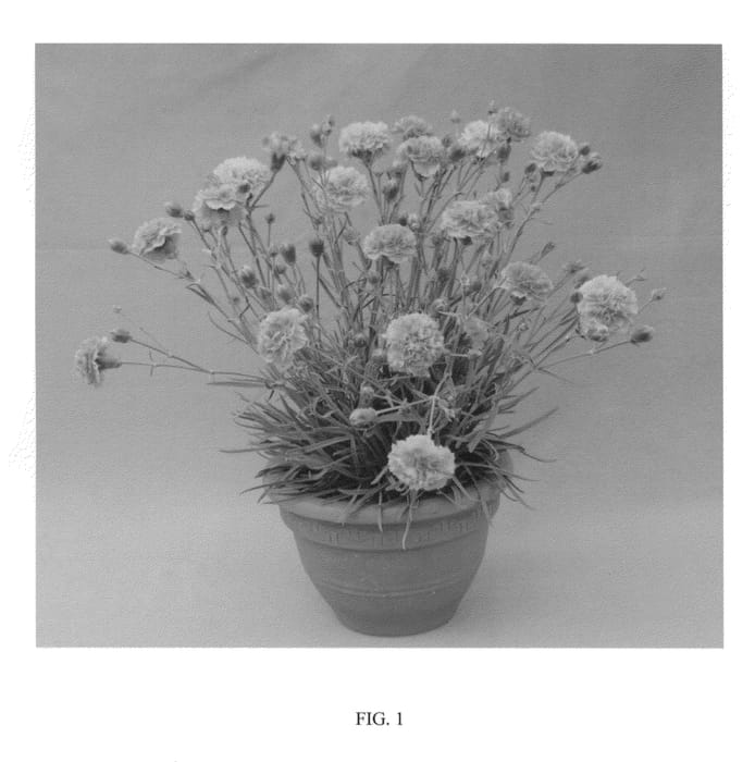 Figure 1 of US plant patent PP24018, the photograph of WP10 XAV04 printed in the patent.