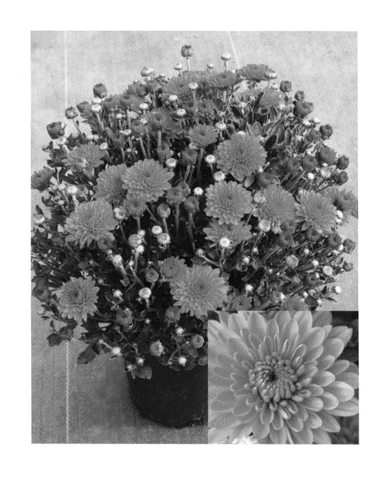 Figure 1 of US plant patent PP24019, the photograph of CIFZ0020 printed in the patent.