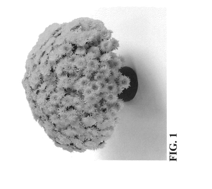 Figure 1 of US plant patent PP24020, the photograph of Zanmuaval Golden printed in the patent.