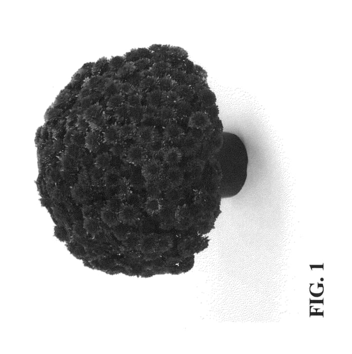 Figure 1 of US plant patent PP24021, the photograph of Zanmuaval Red printed in the patent.