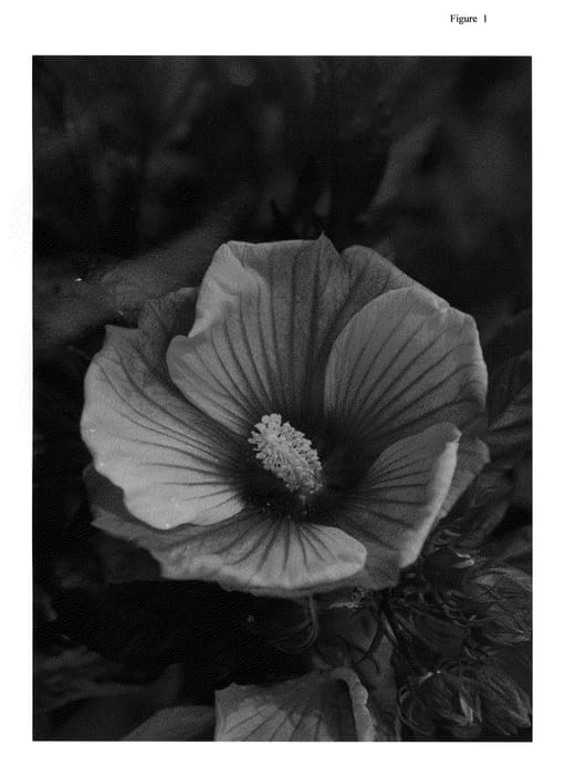 Figure 1 of US plant patent PP24022, the photograph of Small Wonders printed in the patent.