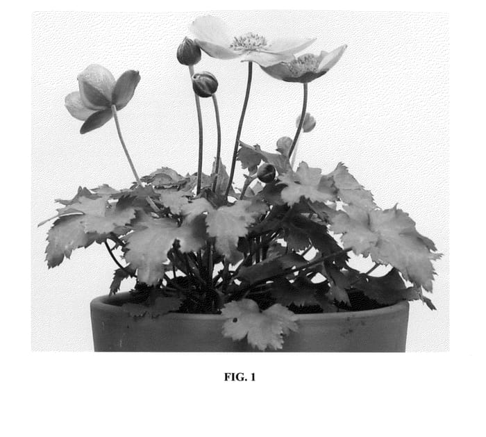 Figure 1 of US plant patent PP24023, the photograph of PKAN printed in the patent.