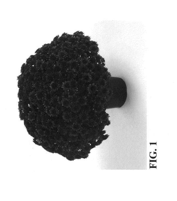 Figure 1 of US plant patent PP24024, the photograph of Zanmuaval Purple printed in the patent.