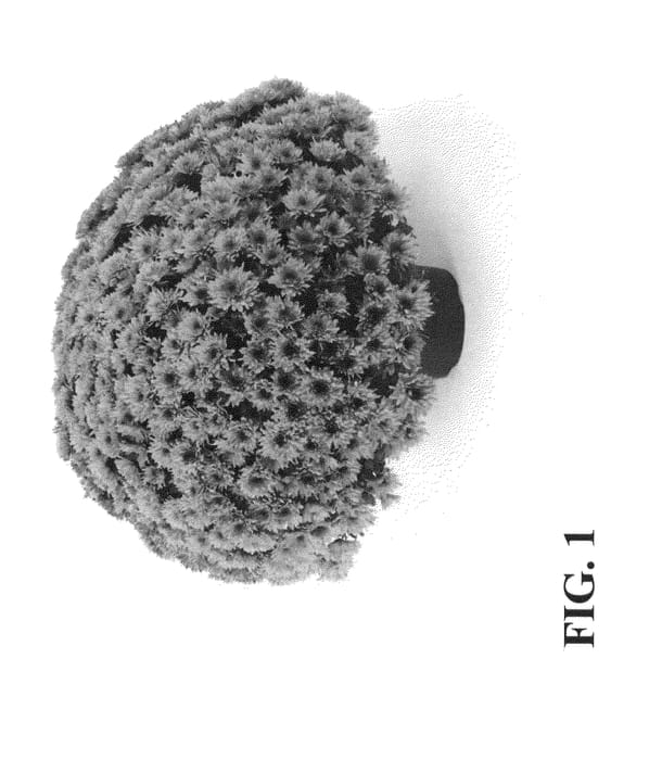 Figure 1 of US plant patent PP24026, the photograph of Zanmuaval Orange printed in the patent.