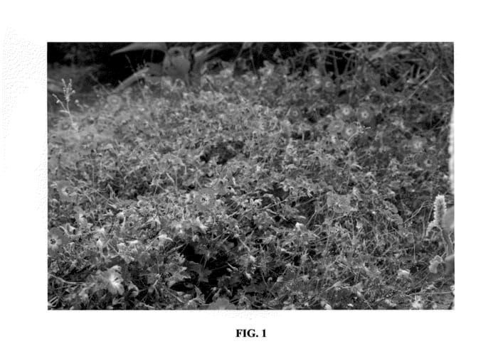 Figure 1 of US plant patent PP24027, the photograph of Rise and Shine printed in the patent.