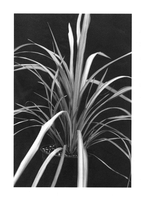 Figure 1 of US plant patent PP24028, the photograph of Cha Cha printed in the patent.