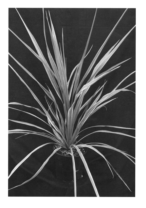 Figure 1 of US plant patent PP24029, the photograph of Can Can printed in the patent.
