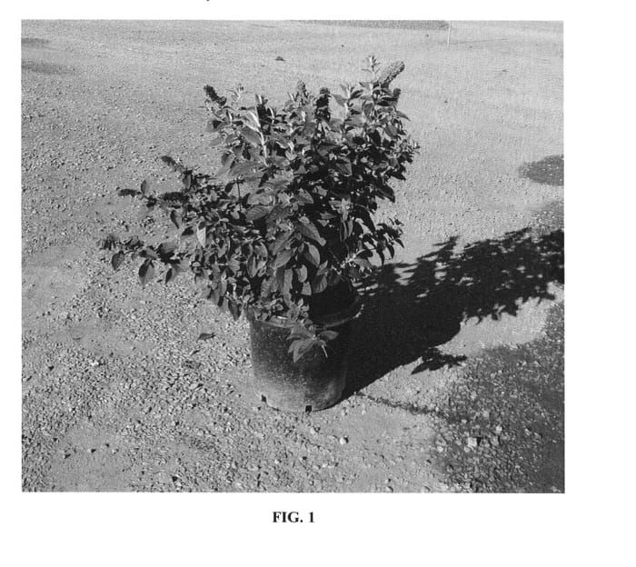 Figure 1 of US plant patent PP24030, the photograph of Hinebud2 printed in the patent.