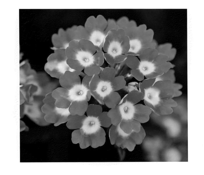 Figure 1 of US plant patent PP24031, the photograph of KLEVP11419 printed in the patent.
