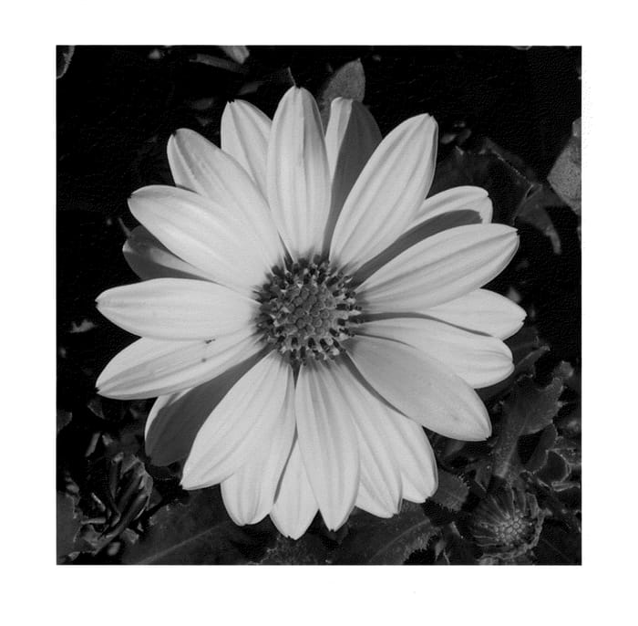 Figure 1 of US plant patent PP24034, the photograph of KLEOE11187 printed in the patent.