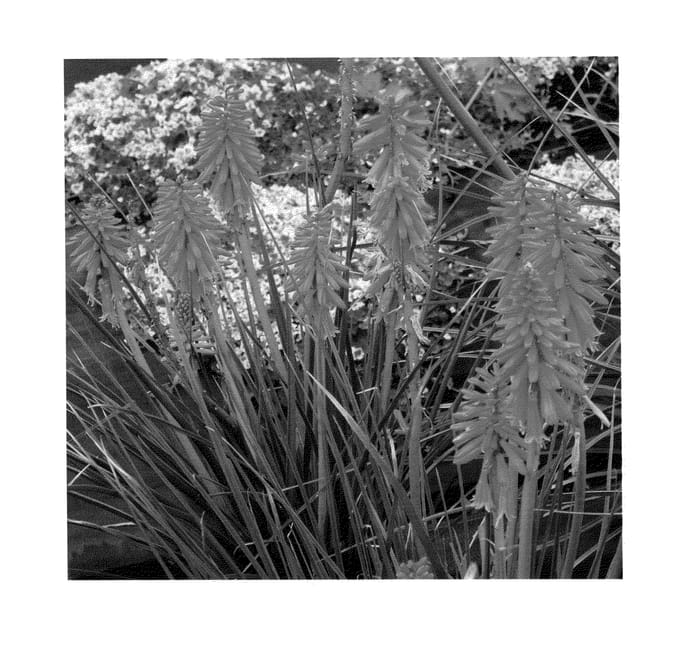 Figure 1 of US plant patent PP24036, the photograph of Redhot Popsicle printed in the patent.