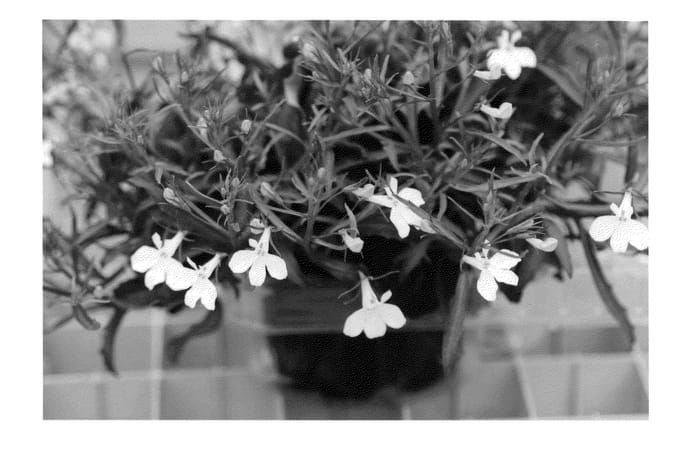Figure 1 of US plant patent PP24037, the photograph of KLELE11769 printed in the patent.