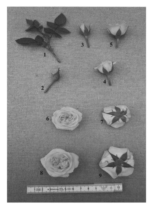 Figure 1 of US plant patent PP24038, the photograph of PACninetyseven printed in the patent.