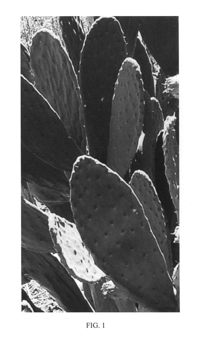 Figure 1 of US plant patent PP24039, the photograph of Seleno-Orange printed in the patent.