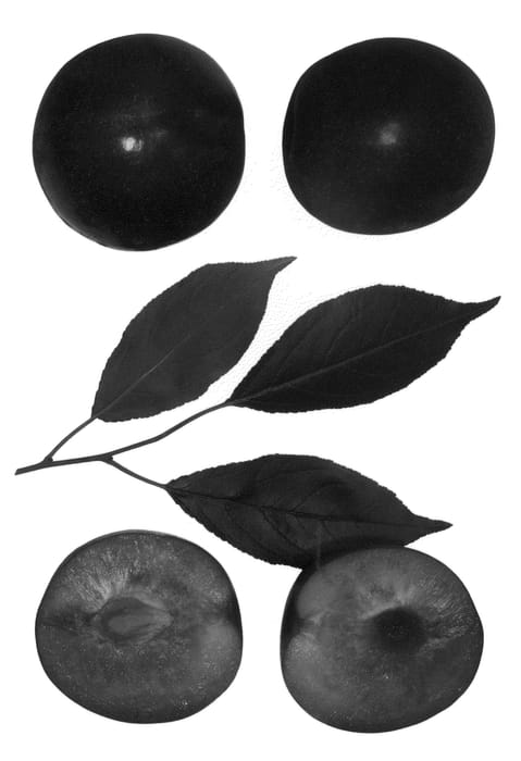 Figure 1 of US plant patent PP24040, the photograph of Bella Kat printed in the patent.