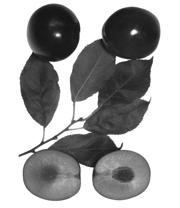 Figure 1 of US plant patent PP24041, the photograph of Autumn Fantasy printed in the patent.