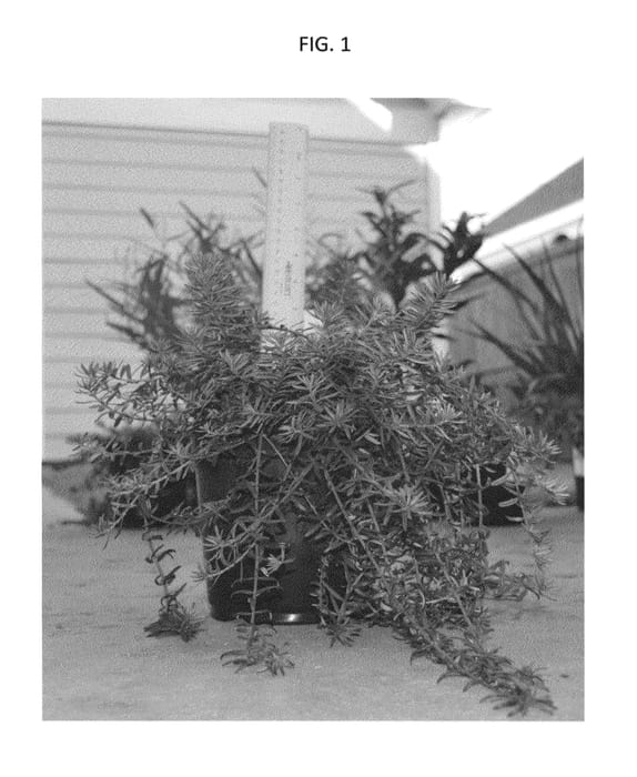 Figure 1 of US plant patent PP24042, the photograph of NFL25 printed in the patent.