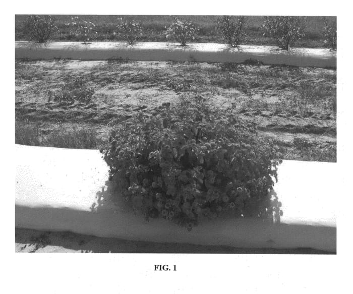 Figure 1 of US plant patent PP24043, the photograph of UF-T4 printed in the patent.