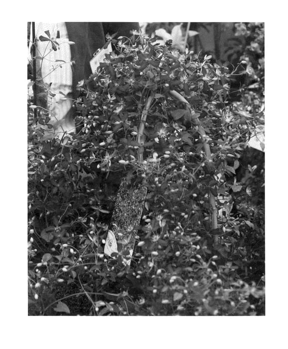 Figure 1 of US plant patent PP24044, the photograph of Sweet Summer Love printed in the patent.