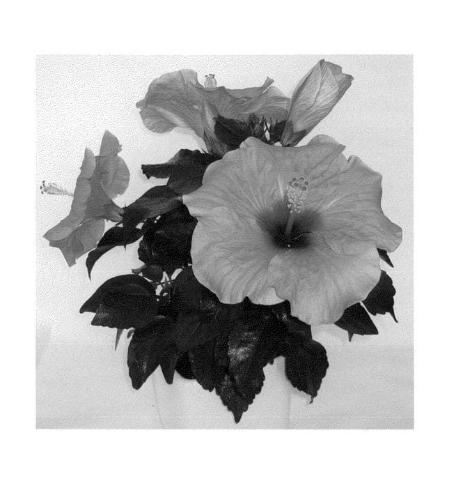 Figure 1 of US plant patent PP24046, the photograph of Adonis Salmon printed in the patent.
