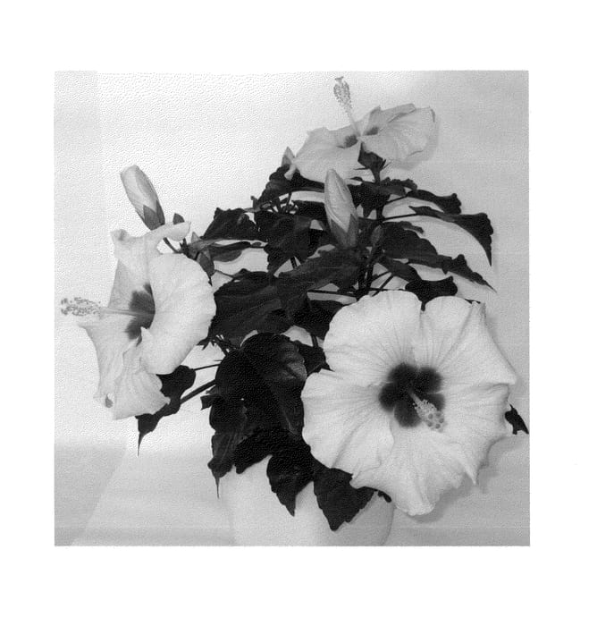 Figure 1 of US plant patent PP24047, the photograph of Adonis Pearl printed in the patent.