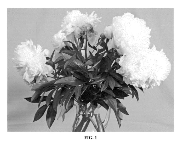 Figure 1 of US plant patent PP24048, the photograph of HR 01 printed in the patent.