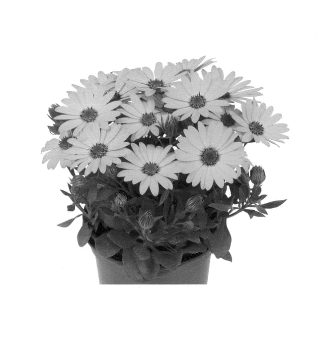 Figure 1 of US plant patent PP24049, the photograph of Duetigo printed in the patent.