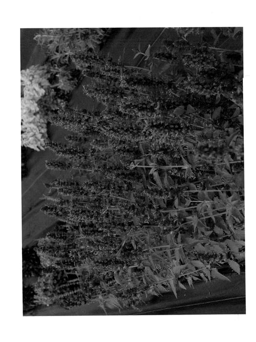 Figure 1 of US plant patent PP24050, the photograph of Blue Boa printed in the patent.