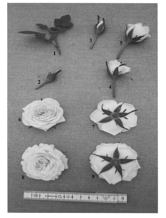 Figure 1 of US plant patent PP24051, the photograph of PACninetyeight printed in the patent.