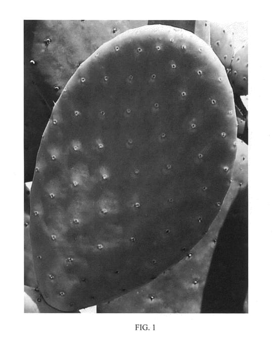 Figure 1 of US plant patent PP24052, the photograph of Seleno-Red printed in the patent.