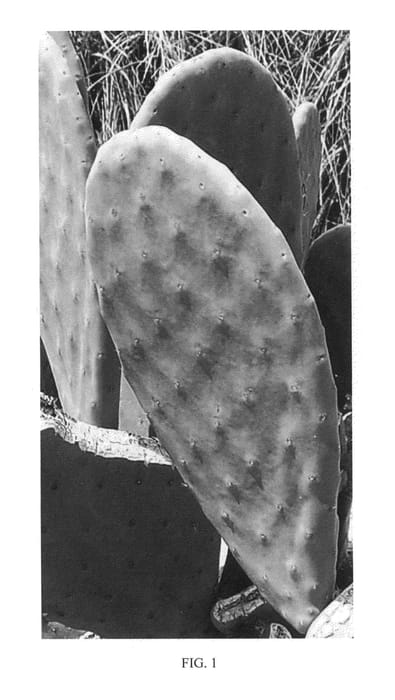 Figure 1 of US plant patent PP24053, the photograph of Seleno-Green printed in the patent.