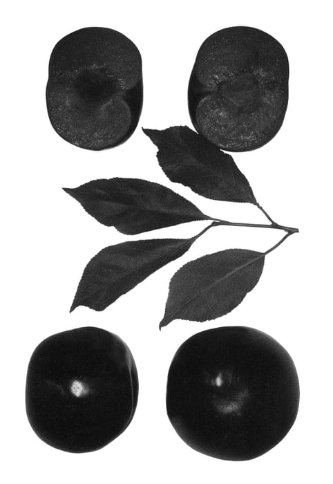 Figure 1 of US plant patent PP24055, the photograph of Ebony Rose printed in the patent.