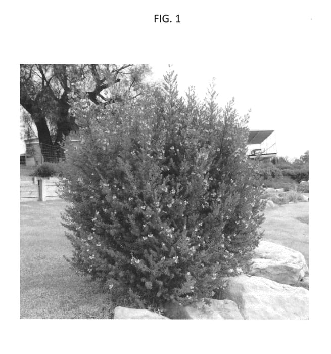 Figure 1 of US plant patent PP24056, the photograph of NFL21 printed in the patent.