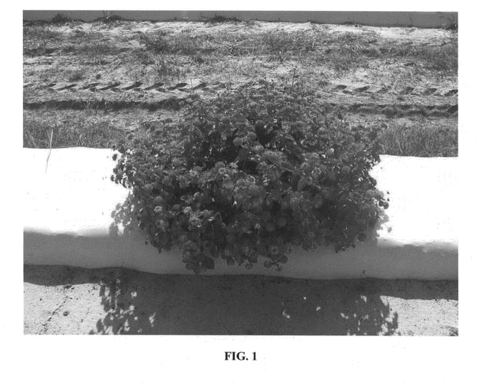 Figure 1 of US plant patent PP24057, the photograph of UF-T3 printed in the patent.