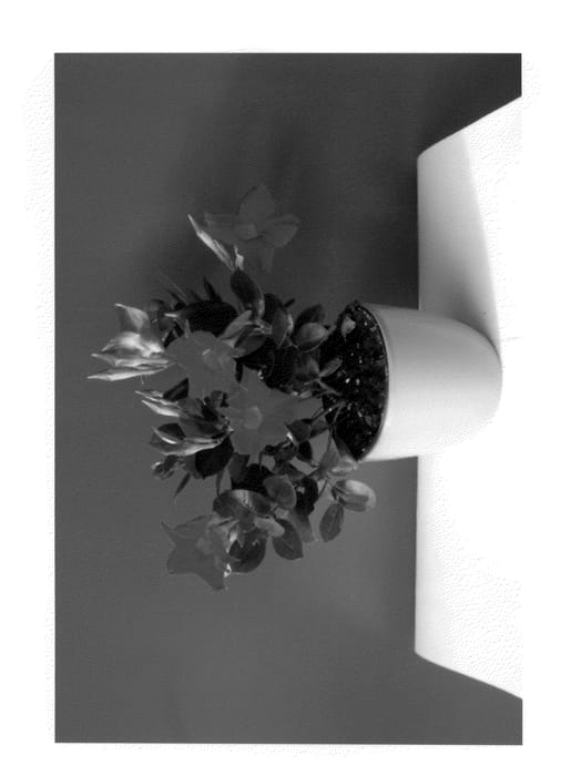 Figure 1 of US plant patent PP24058, the photograph of Lanminnesota printed in the patent.