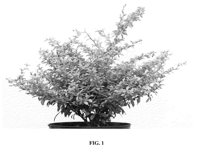 Figure 1 of US plant patent PP24059, the photograph of Golden Dream printed in the patent.