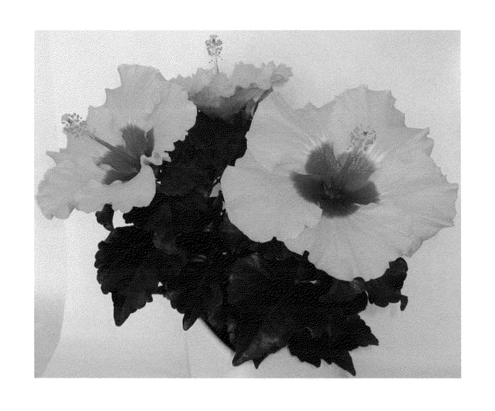 Figure 1 of US plant patent PP24060, the photograph of Boreas Yellow printed in the patent.