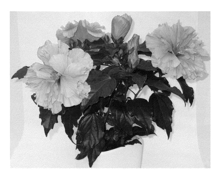 Figure 1 of US plant patent PP24061, the photograph of Laluna printed in the patent.