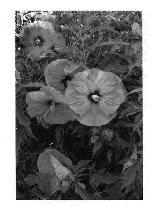 Figure 1 of US plant patent PP24062, the photograph of Berrylicious printed in the patent.