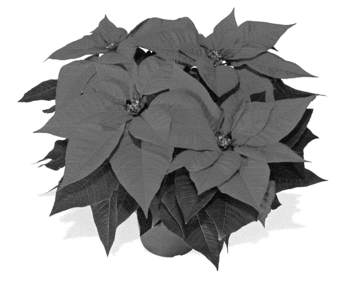 Figure 1 of US plant patent PP24063, the photograph of Duebravo printed in the patent.