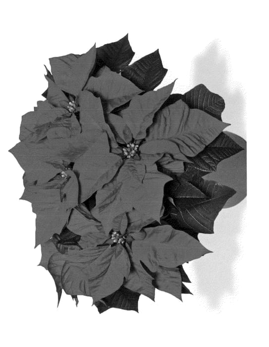 Figure 1 of US plant patent PP24064, the photograph of Dueencore printed in the patent.