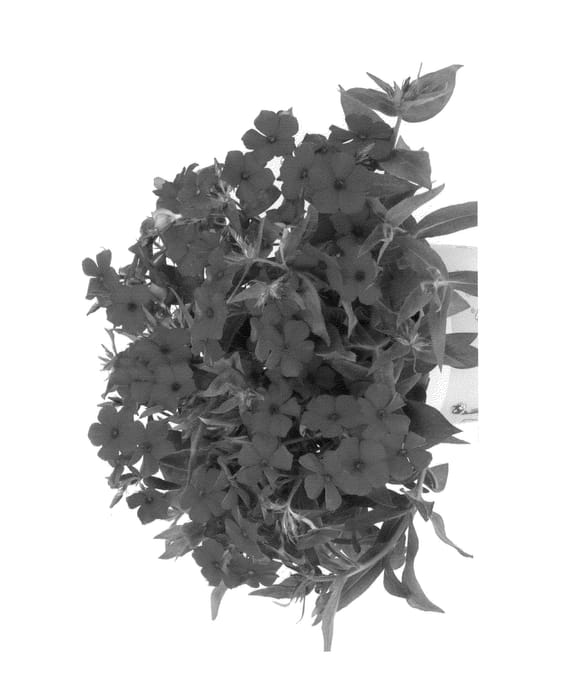Figure 1 of US plant patent PP24065, the photograph of Duephlostra printed in the patent.