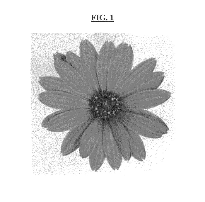 Figure 1 of US plant patent PP24066, the photograph of DAOSTREOGTYVE printed in the patent.