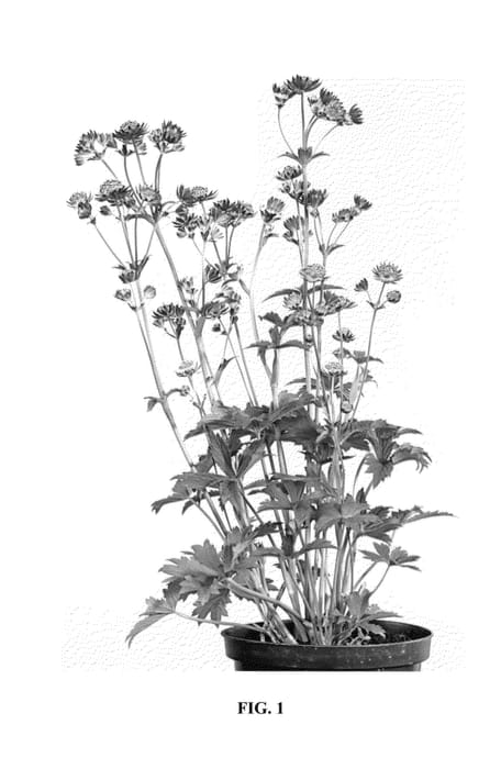 Figure 1 of US plant patent PP24067, the photograph of Star of Treasure printed in the patent.