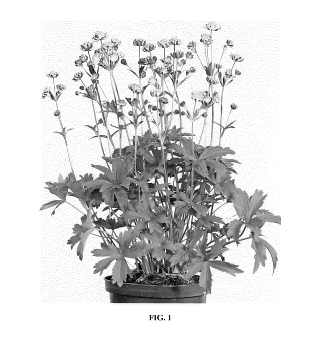 Figure 1 of US plant patent PP24068, the photograph of Star of Passion printed in the patent.