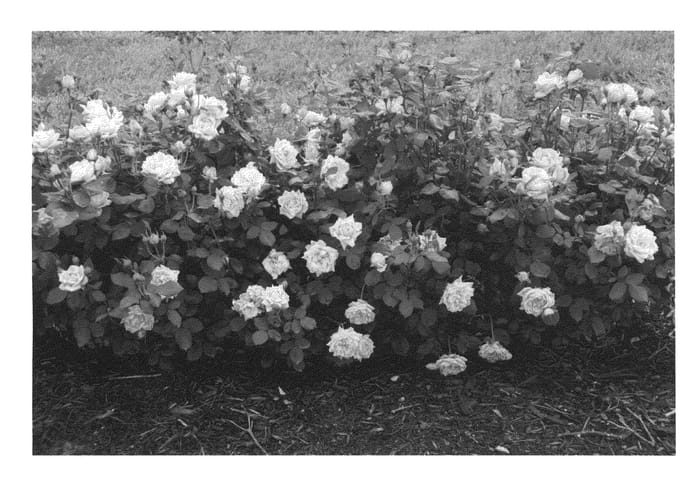 Figure 1 of US plant patent PP24069, the photograph of Radnov printed in the patent.