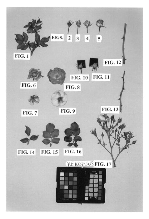 Figure 1 of US plant patent PP24071, the photograph of Meinoplius printed in the patent.