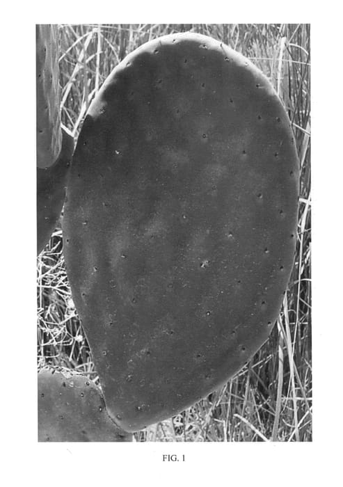 Figure 1 of US plant patent PP24072, the photograph of Seleno-Purple printed in the patent.
