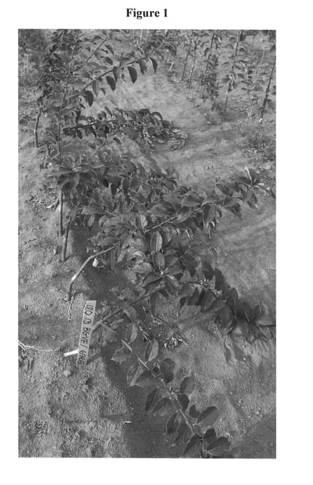 Figure 1 of US plant patent PP24073, the photograph of G.969 printed in the patent.