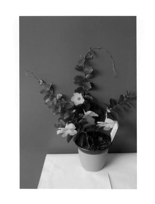Figure 1 of US plant patent PP24074, the photograph of Lancalifornia printed in the patent.